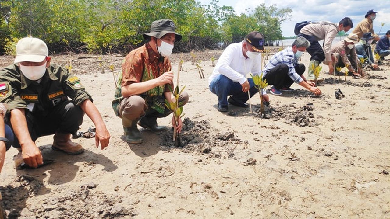BRGM Sebut Butuh Sinergi Dalam Menyelamatkan Mangrove di Dumai
