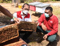Budidaya Lebah Madu Ramah Lingkungan Pertamina Berbuah Manis