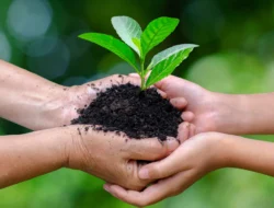 Ini Makna Hari Gerakan Satu Juta Pohon yang Diperingati Setiap 10 Januari