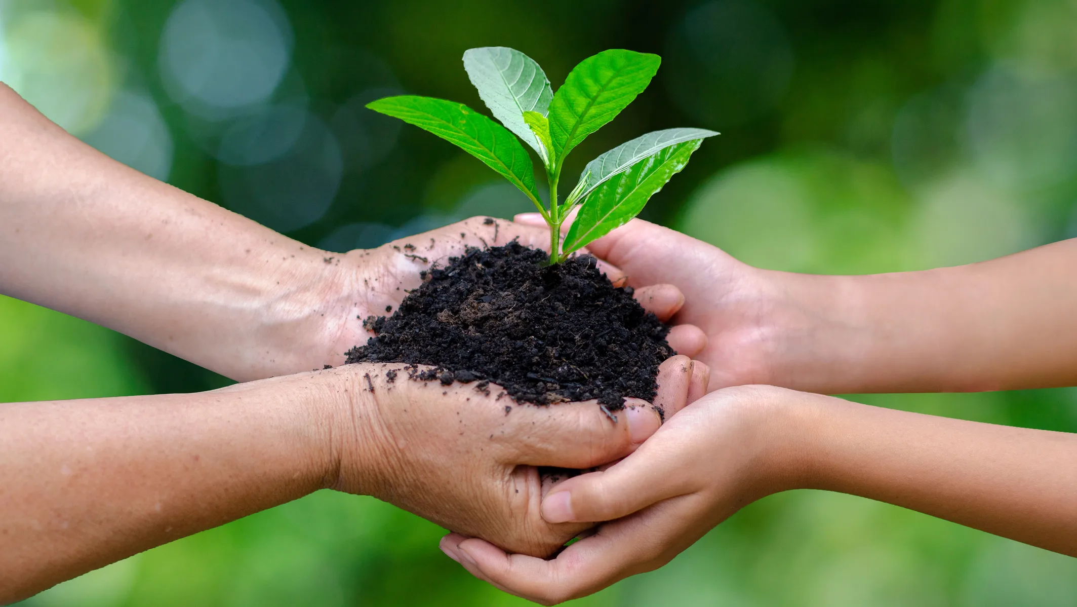 Hari Gerakan Satu Juta Pohon