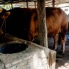 Hewan Kurban Presiden di Dumai, Sapi Samson 950 Kilogram Jadi Kebanggaan Peternak Lokal