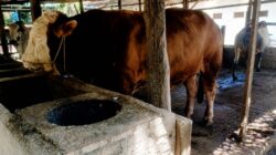 Hewan Kurban Presiden di Dumai, Sapi Samson 950 Kilogram Jadi Kebanggaan Peternak Lokal