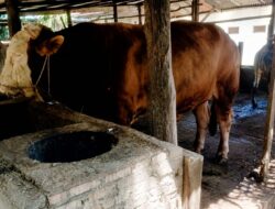 Hewan Kurban Presiden di Dumai, Sapi Samson 950 Kilogram Jadi Kebanggaan Peternak Lokal
