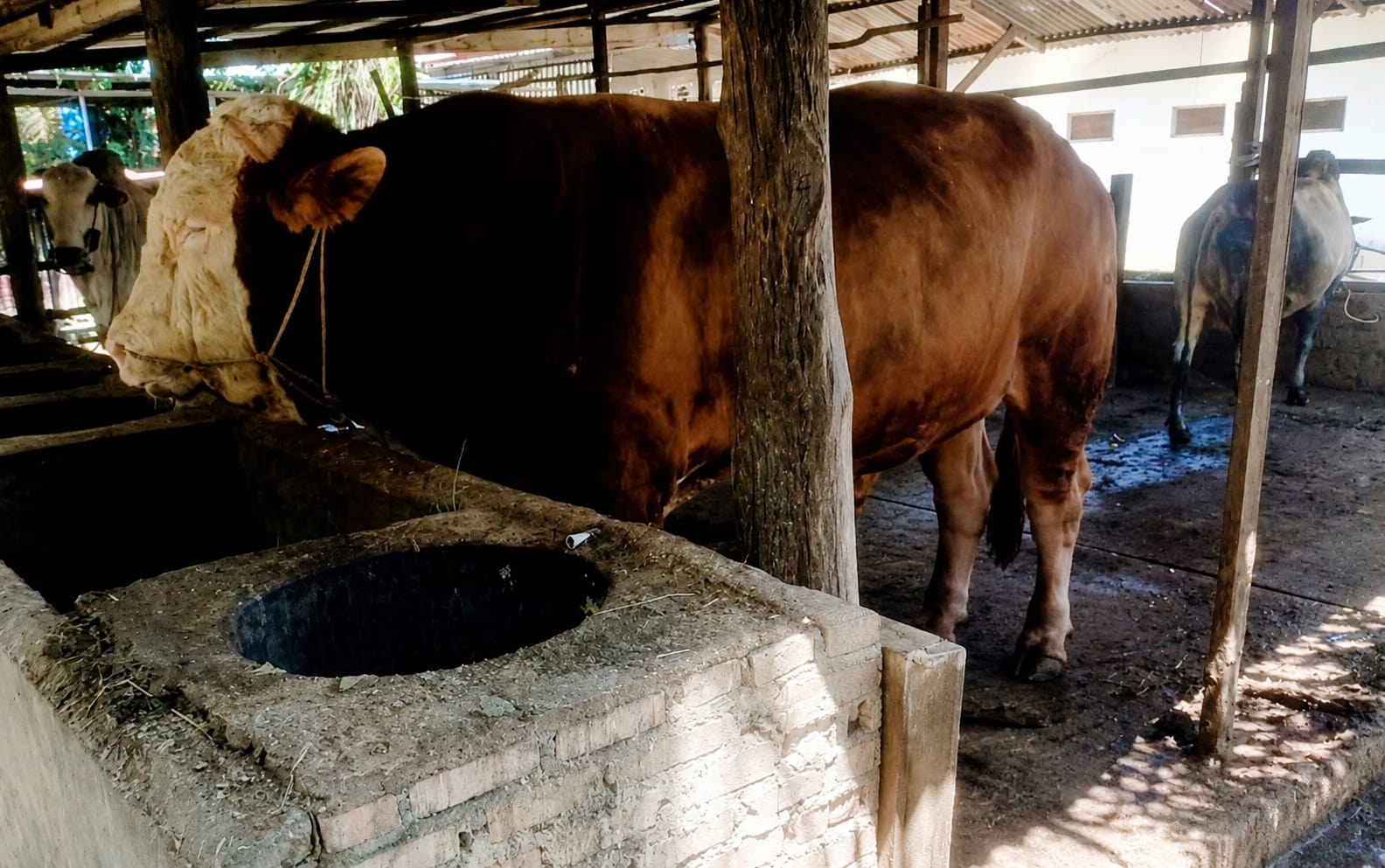 Sapi Samson 950 Kilogram Jadi Kebanggaan Peternak Lokal